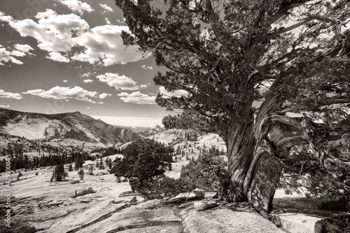 Yosemite - old tree, bw