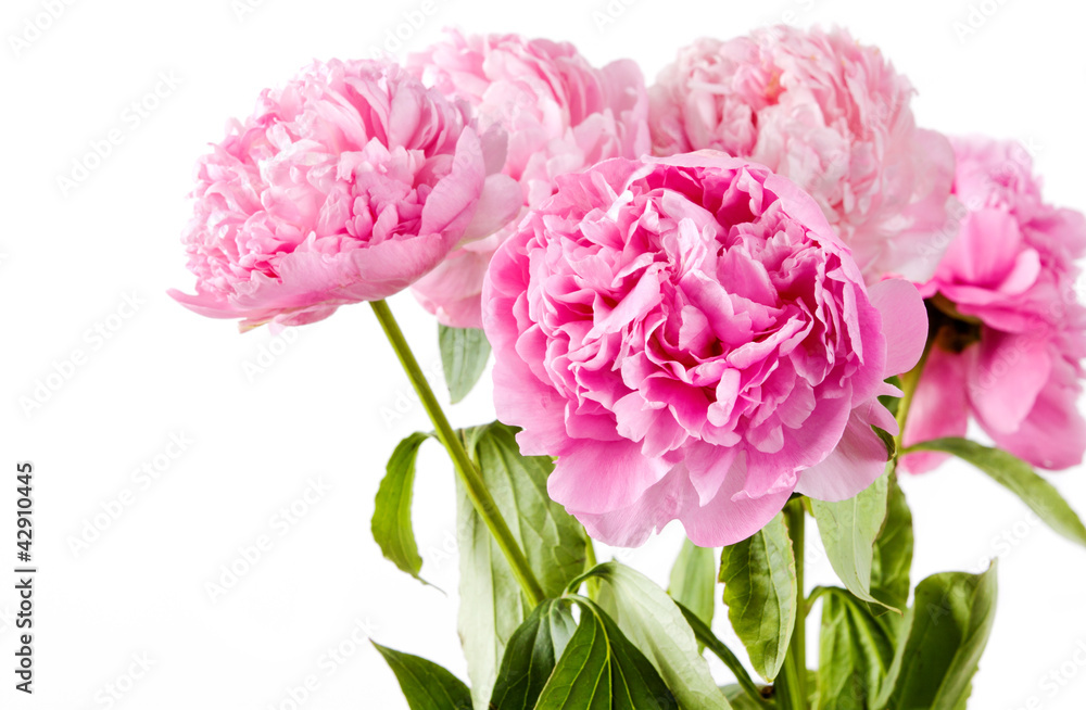 pink peony pink peony