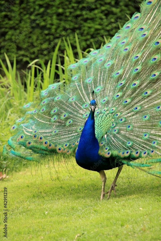 Obraz premium Pfau/Peacock