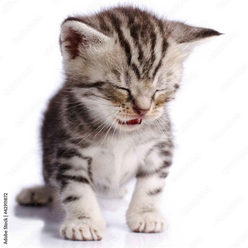 Obraz premium Baby Cat