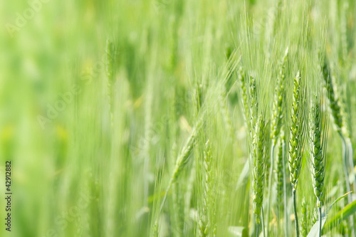 Young green wheat background