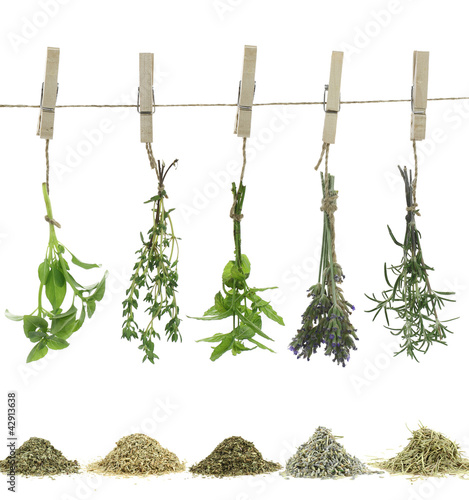 Fresh herbs hanging on a rope