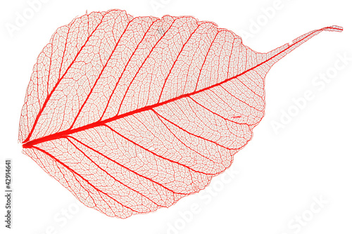 Transparent leaf