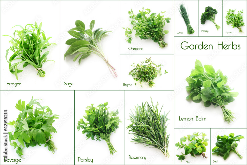 Set of Garden Herbs - obrazy, fototapety, plakaty 