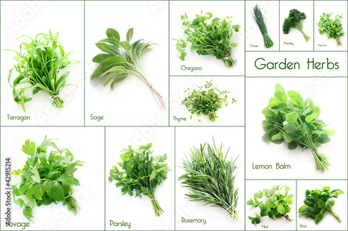 Set of Garden Herbs