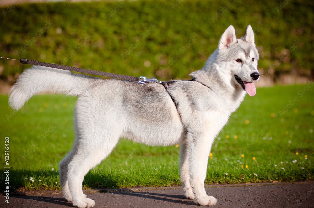 husky puppy in a harness and on leash standing outdoors foto de Stock