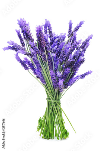 Fototapeta bunch of lavender