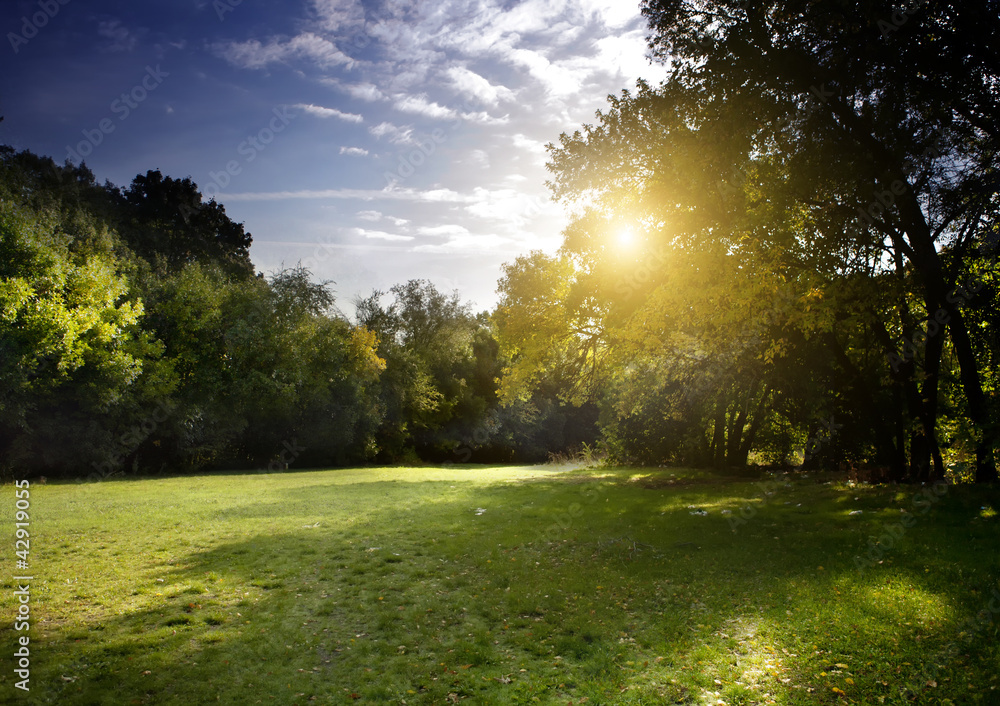 Obraz premium Clear rays of light shining through the forest in early morning