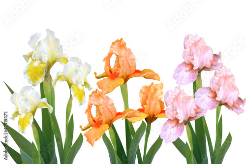 irises flowers it is isolated a holiday