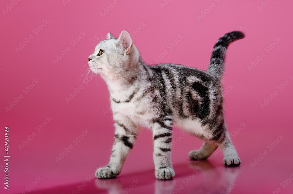 kitten kitten