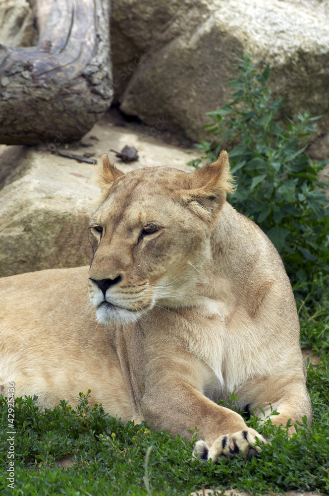 Lion Lion