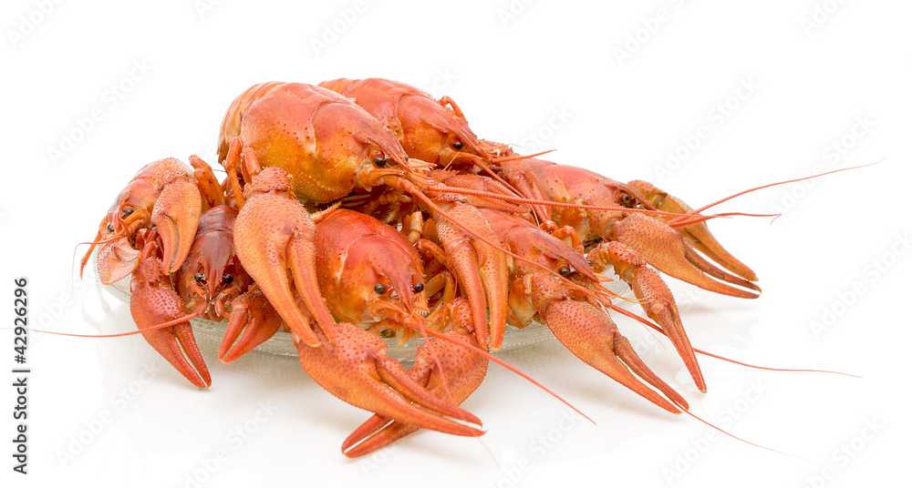 Boiled crawfish on a white background Boiled crawfish on a white background