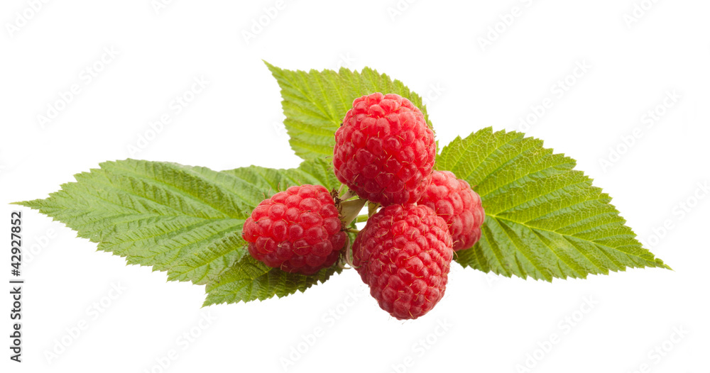 red raspberry red raspberry