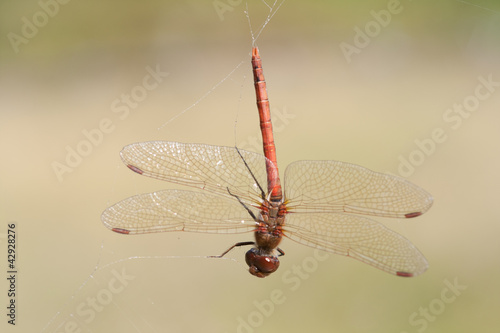 Damselfly in web. photo