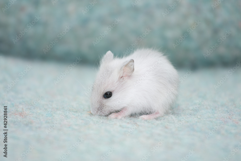 hamster hamster