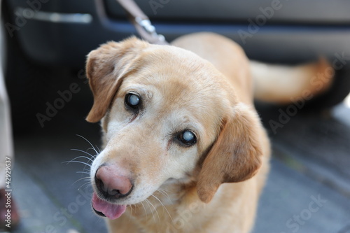 Blinder Hund 2