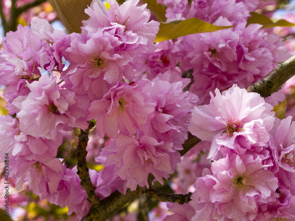 Obraz premium Cherry Blossom in Suburban English Garden