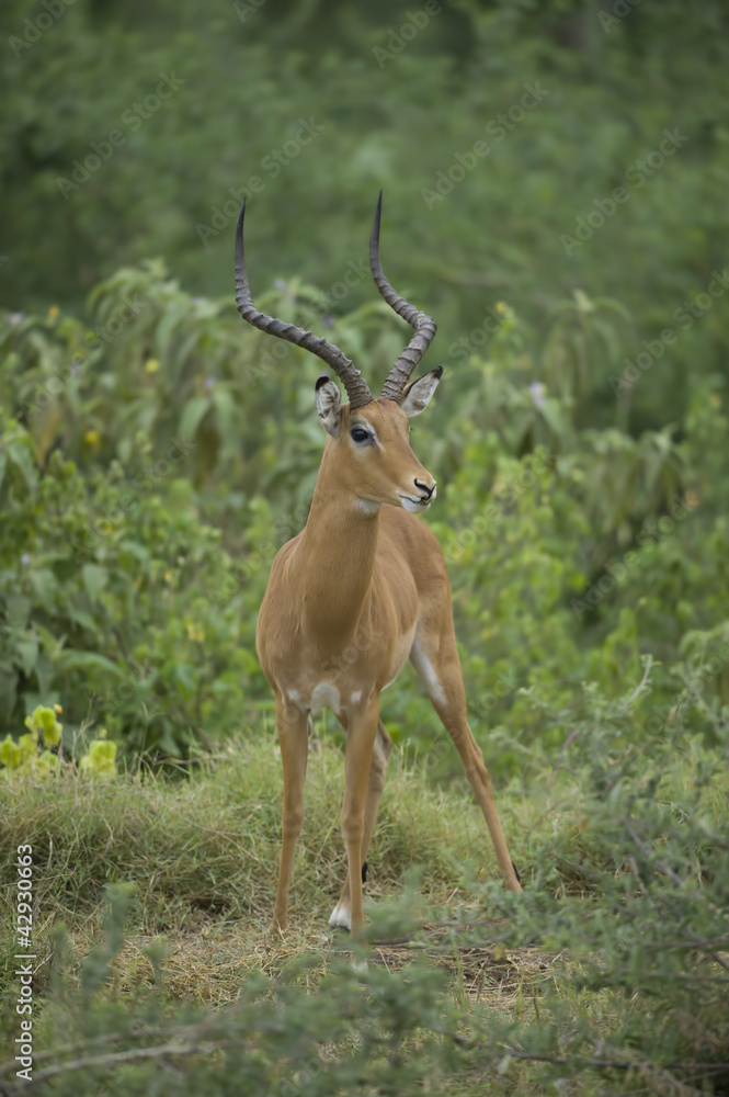 Impala Impala