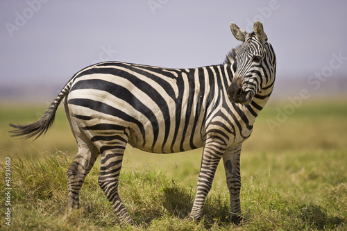 Zebra photo