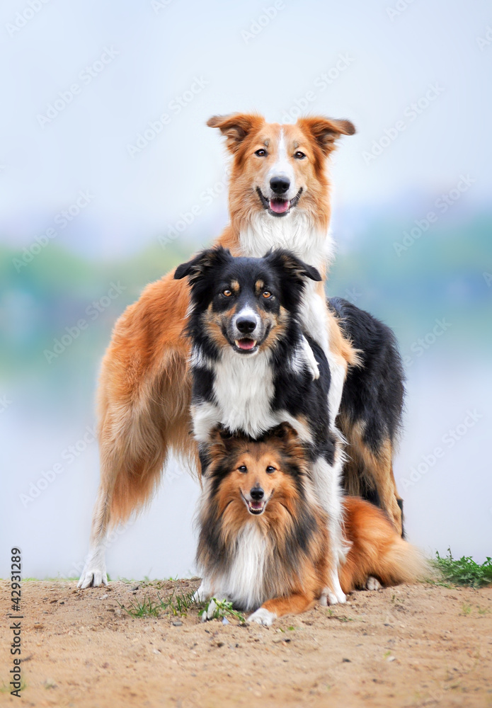 Rough Collie Blue Heaven Shelties Available Sheltie And Border