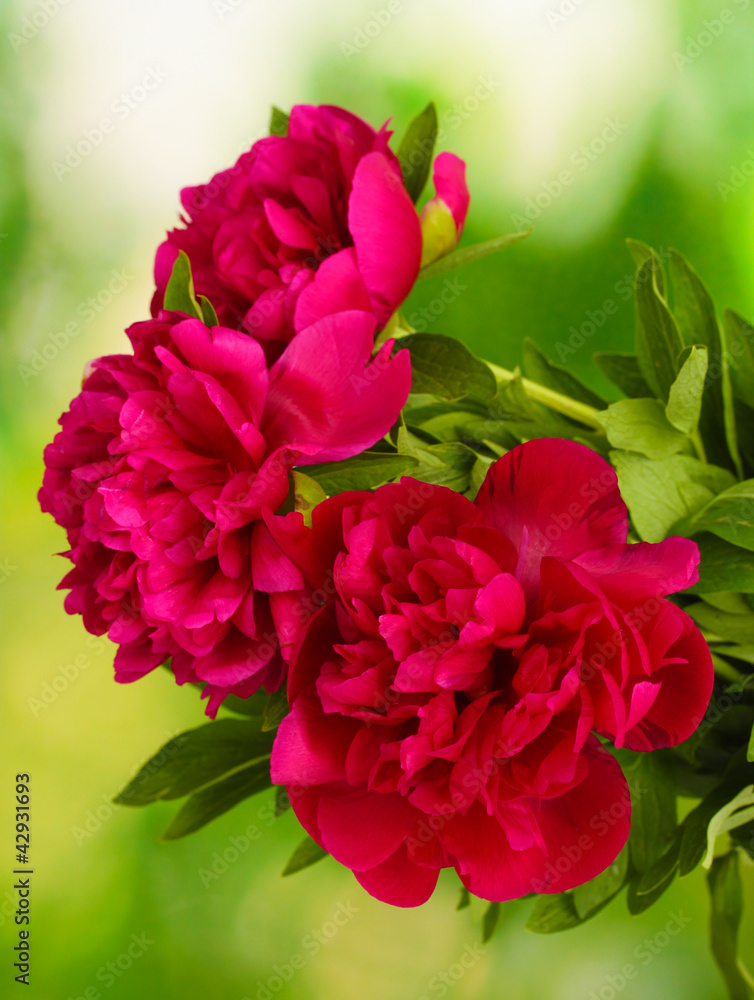 Fototapeta premium beautiful pink peonies on green background