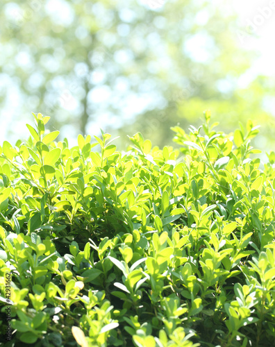 Fototapeta Naklejka Na Ścianę i Meble -  beautiful green bush close up