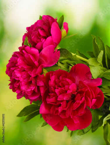 beautiful pink peonies on green background #42931693