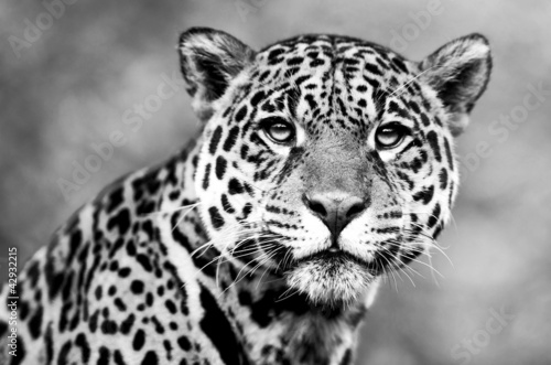 Jaguar - Panthera onca