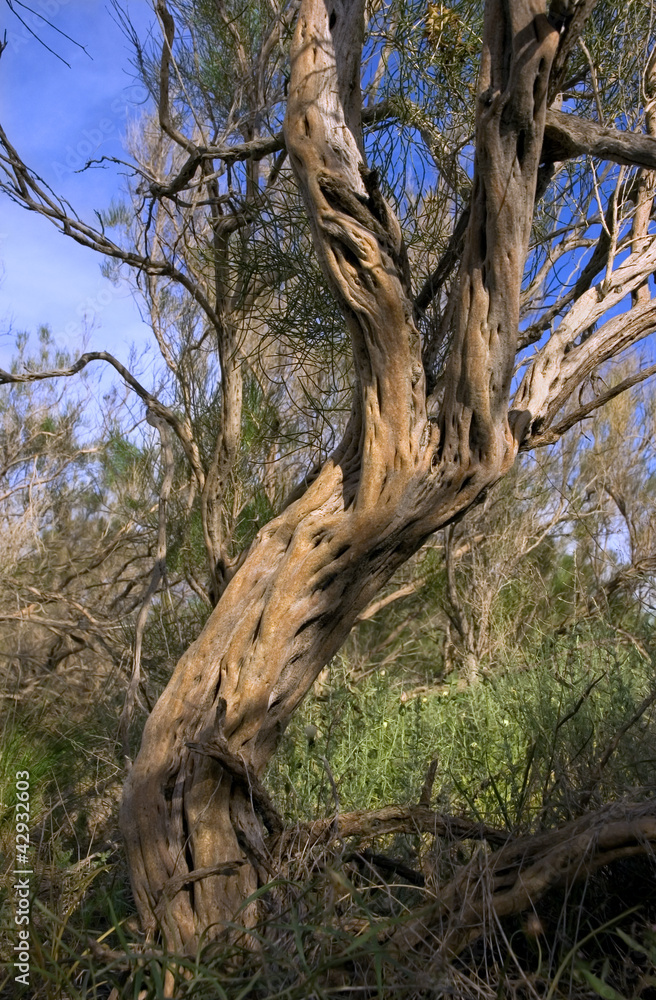 trunk and large branches of Haloxylon