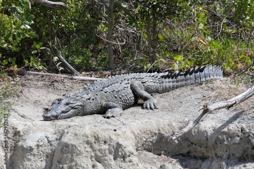 American crocodile  Crocodylus acutus  Basking in The Sun