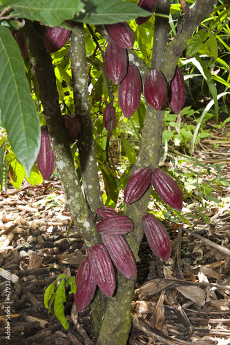 coca  tree in a plantation in Ecuador