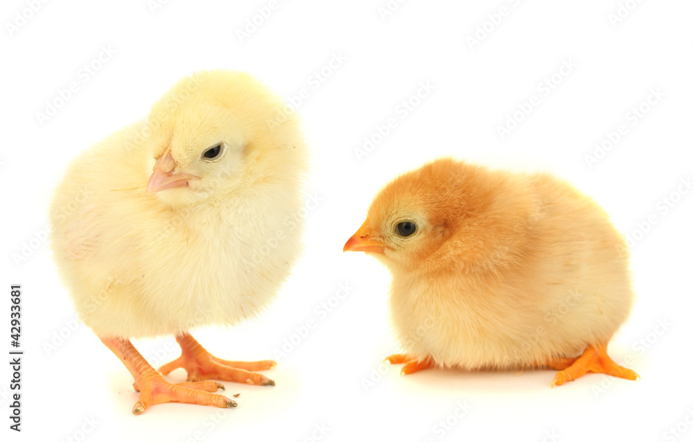 two yellow little chickens isolated on the white two yellow little chickens isolated on the white