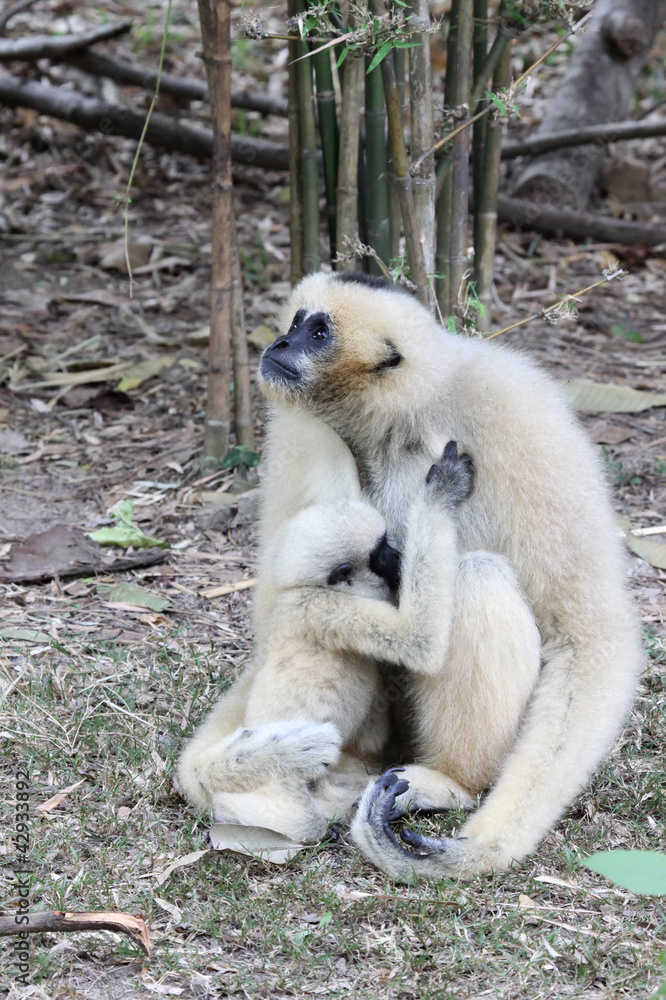 Obraz premium White Cheeked Gibbon or Lar Gibbon with baby