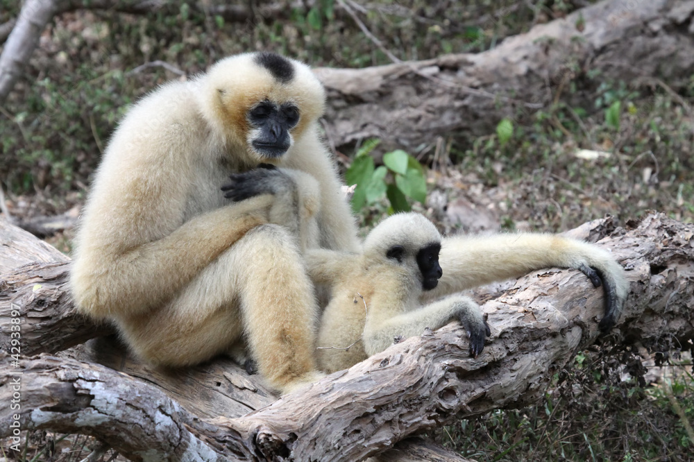 Obraz premium White Cheeked Gibbon or Lar Gibbon with baby