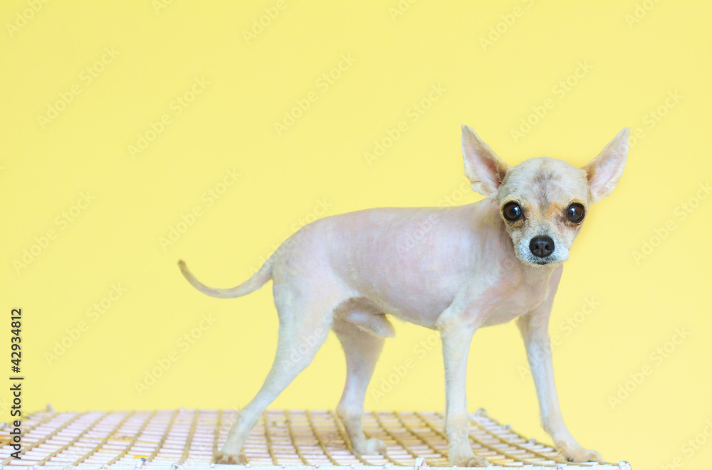 pomeranian dog grooming fur
