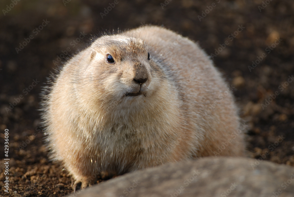Naklejka premium prairie dog
