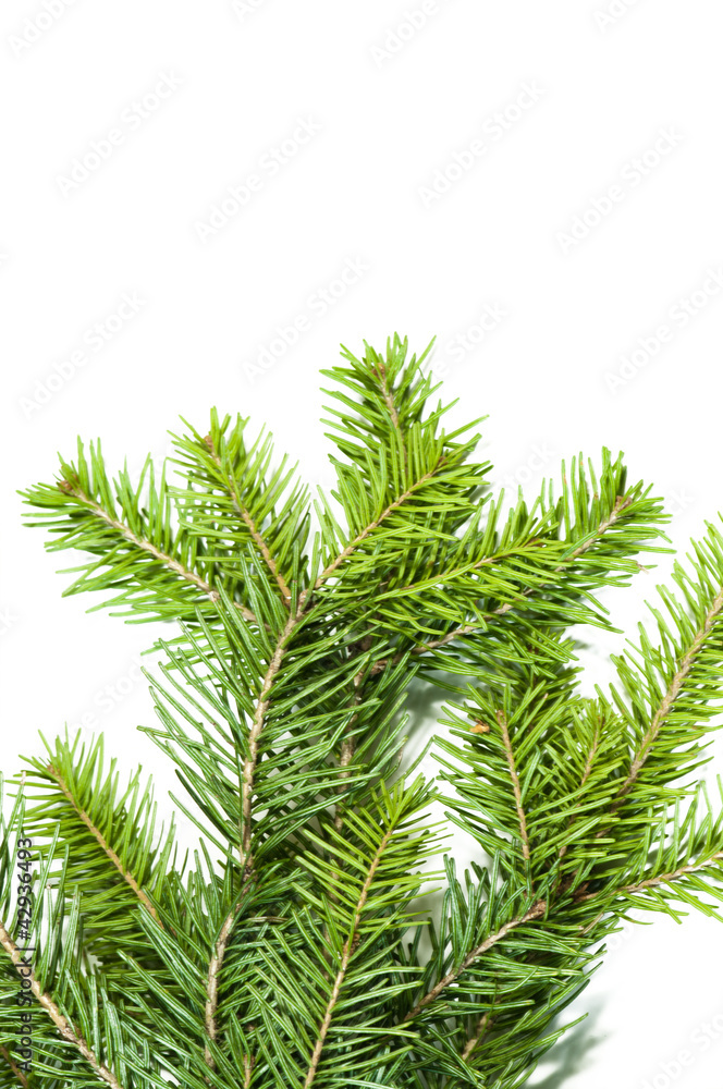 Close up view of the Christmas tree Close up view of the Christmas tree