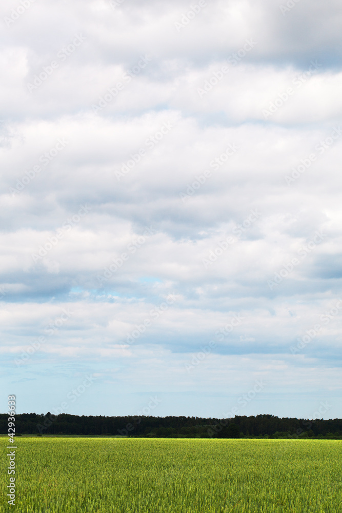 Fototapeta premium Zielone pole.