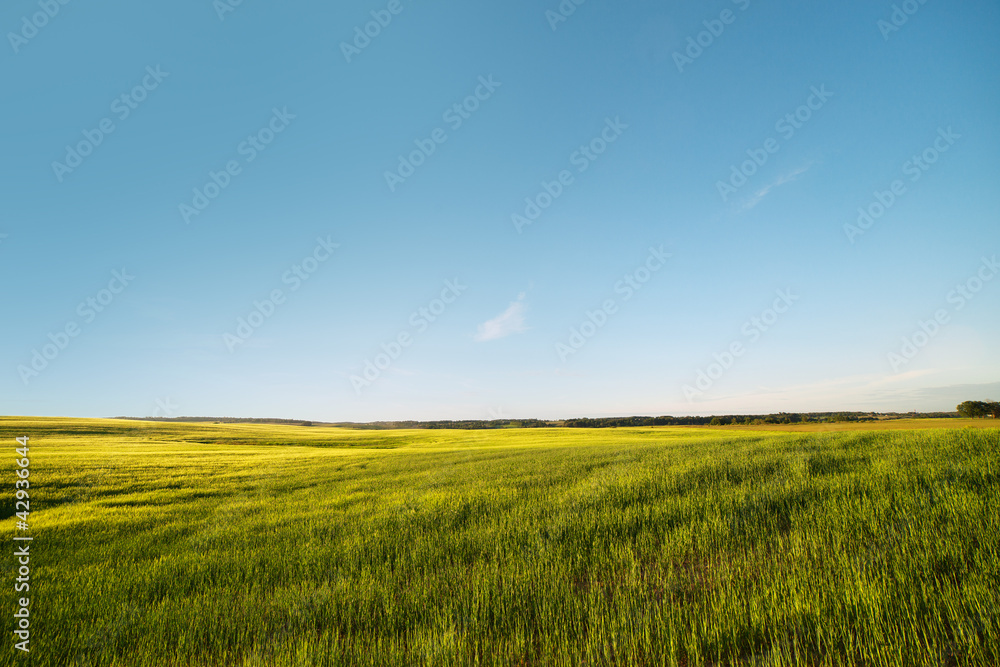 Green field.