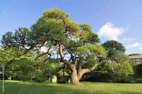 scenic pine tree