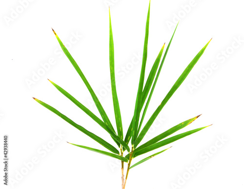 Bamboo leaves on isolate background
