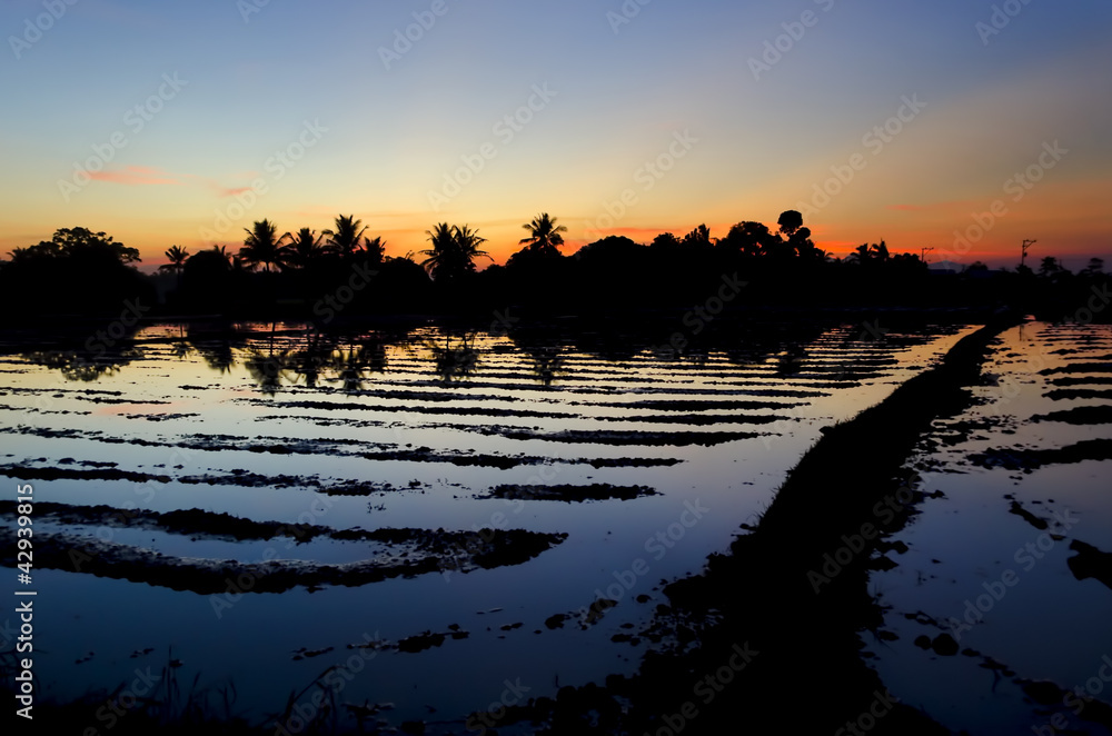 Obraz premium Ricefield