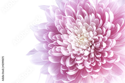 Fototapeta Naklejka Na Ścianę i Meble -  purple aster flower close up image can be used as a background