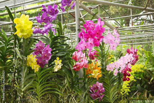 orchid park