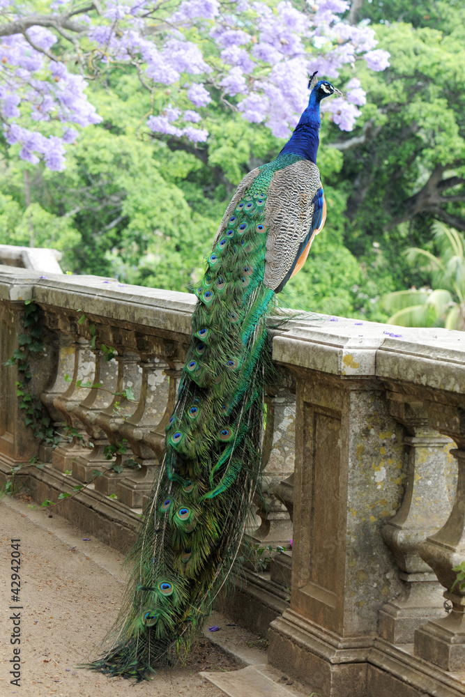 Naklejka premium peacock on a fence