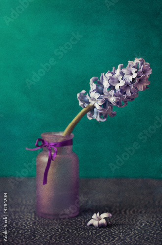 hyacinth flower .soft focus and old paper texture .