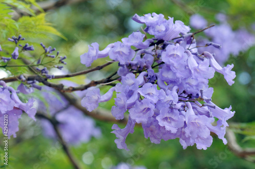 фотографія Jacaranda Mimosifolia
