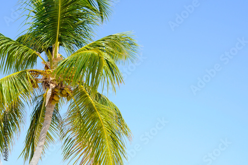 Palm Tree and Sky