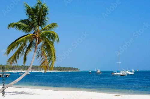 Stunning Blue Coast with a swaying palm tree and some boats © SmudgeChris