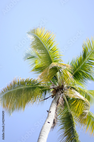 Palm Tree against the Sky